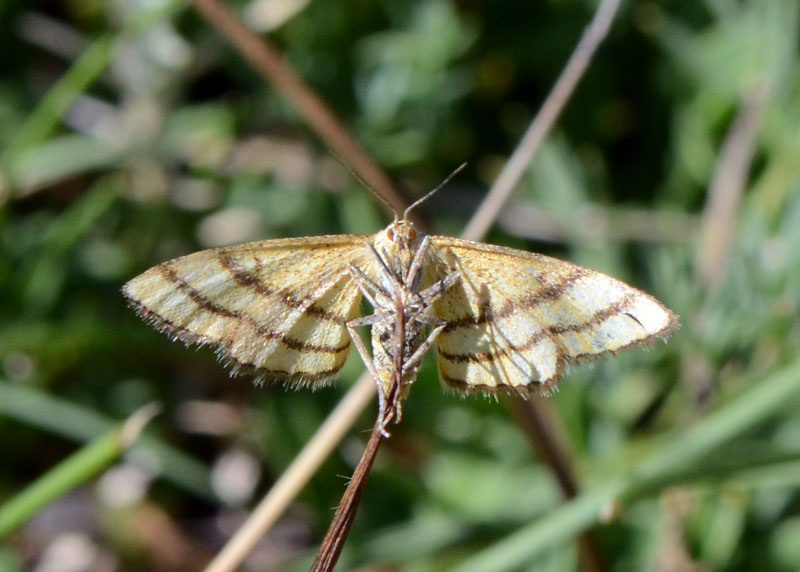 4 Geometridi di genere Idaea in esame